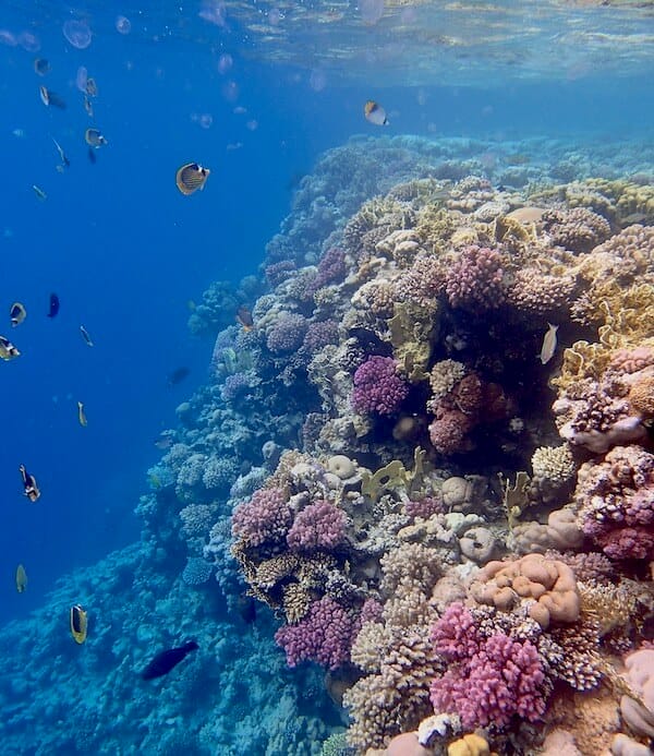 Reef drop off Red Sea