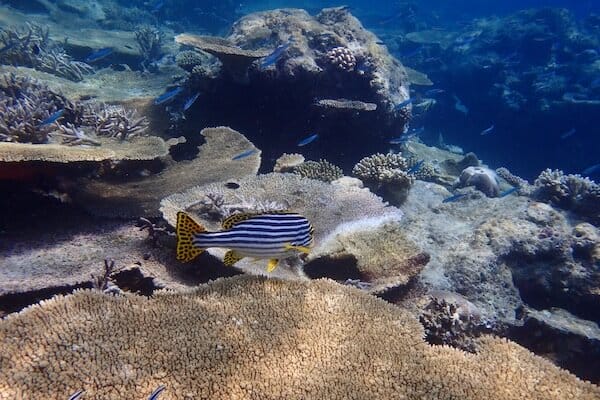 Atoll reef Maldives