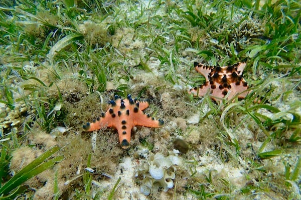 Sea stars in seagrass meadows