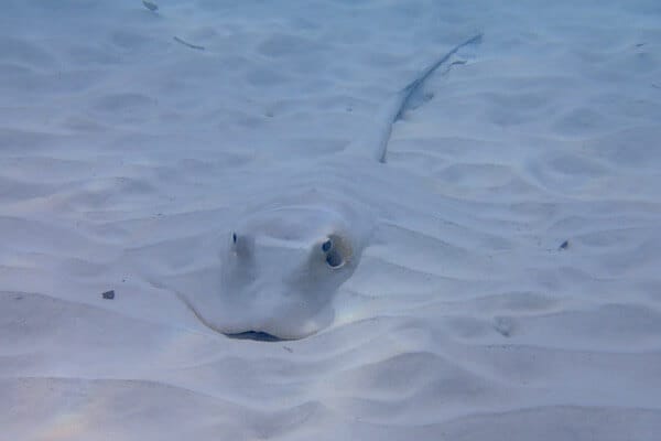 Stingray in sand