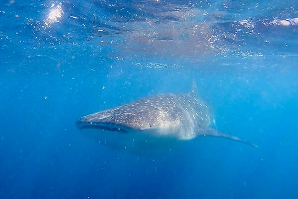 Whale shark