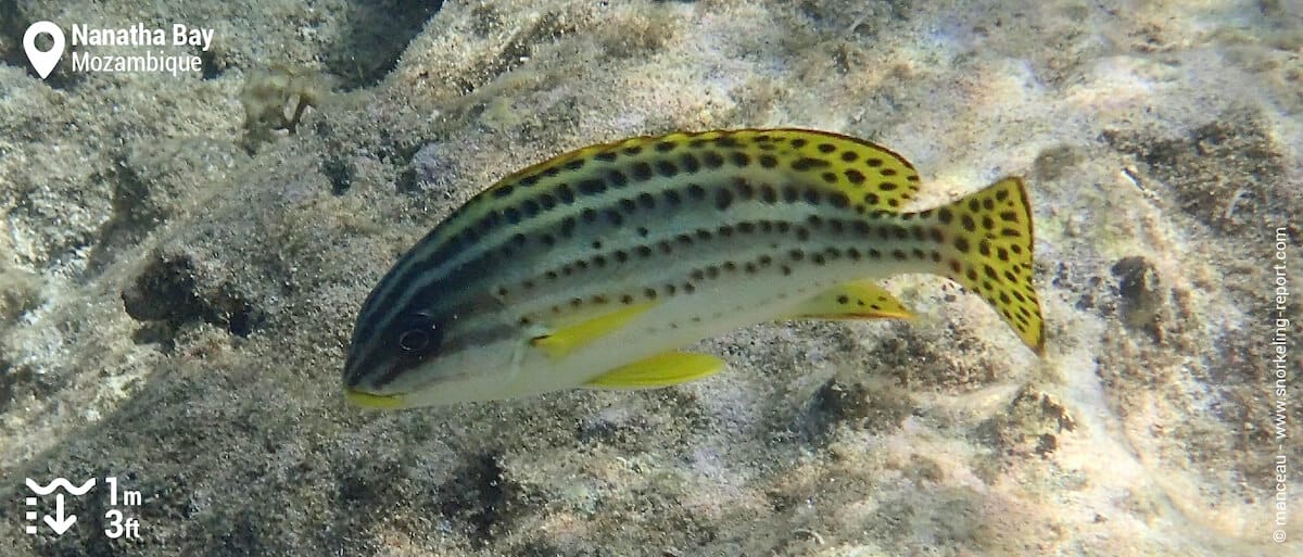 Blackspotted rubberlip