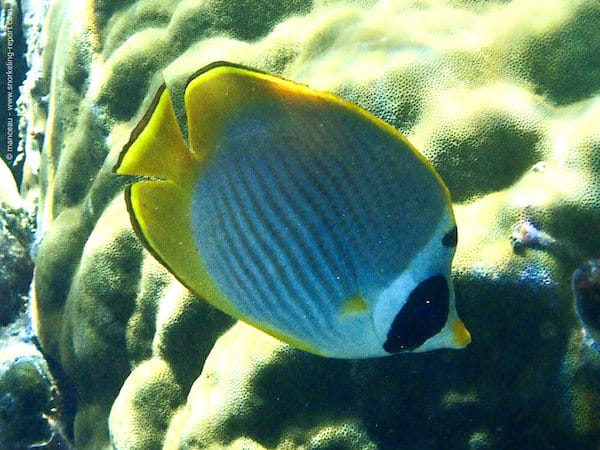Chaetodon adiergastos
