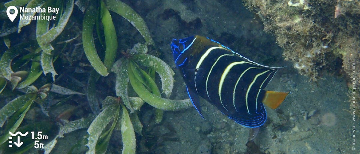 Goldtail angelfish at Nanatha Bay