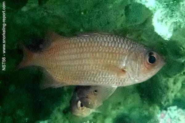 Myripristis leiognathus