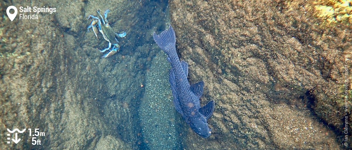 Orinoco sailfin catfish and blue crab