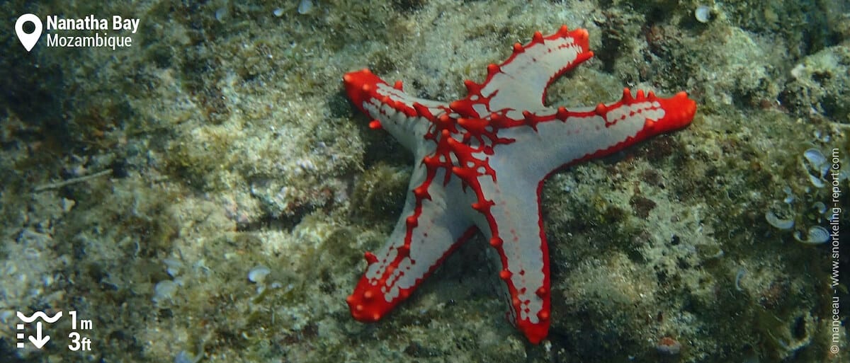 Red-knobbed starfish at Nuarro Lodge