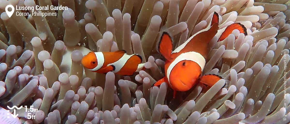 Ocellaris clownfish