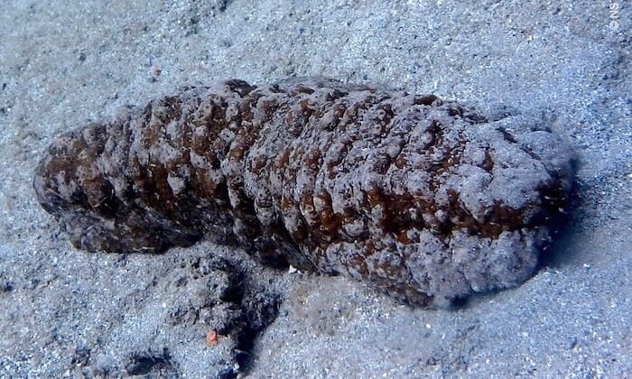 Sea cucumber