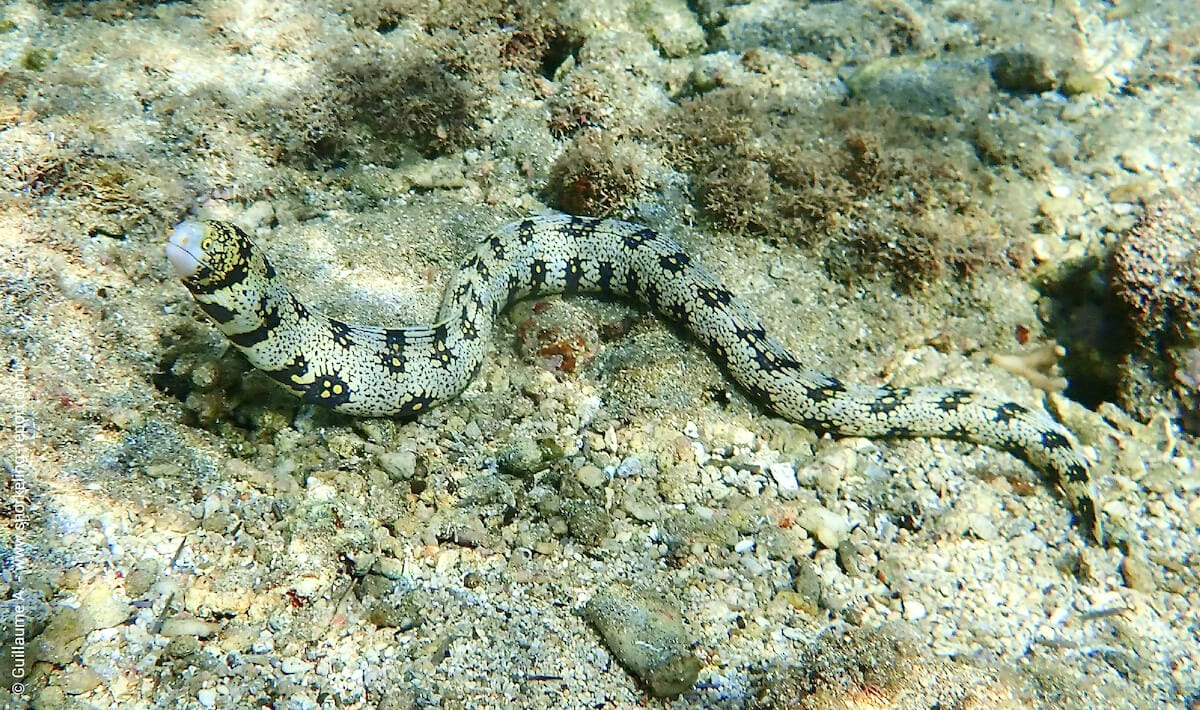 Snowflake moray swimming on a reef flat