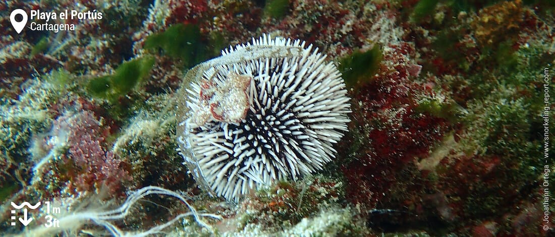 Violet sea urchin at Playa El Portús