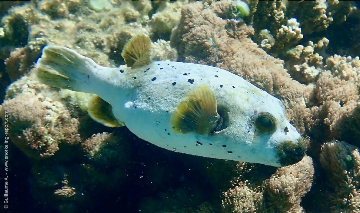 Blackspotted puffer