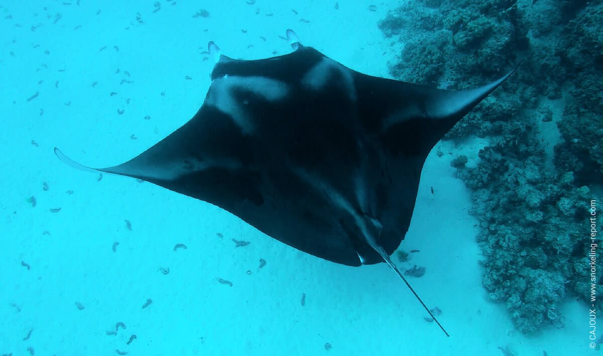 A manta ray at a cleaning station in the Tuamotu Islands