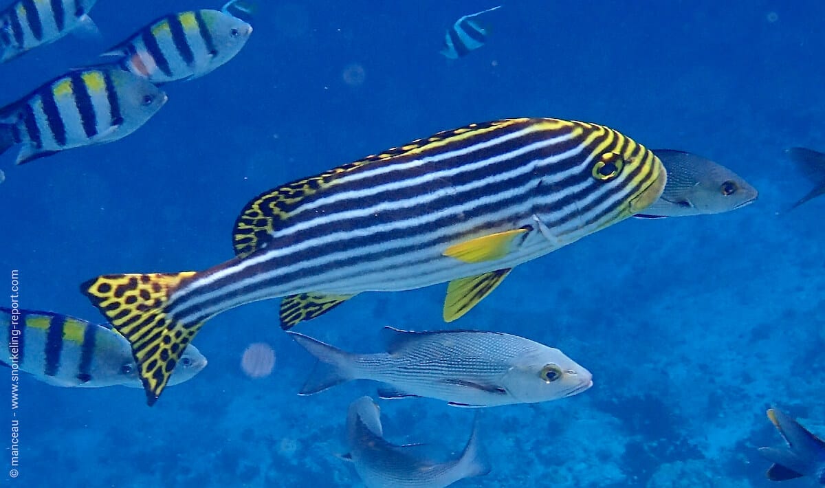 Oriental sweetlips