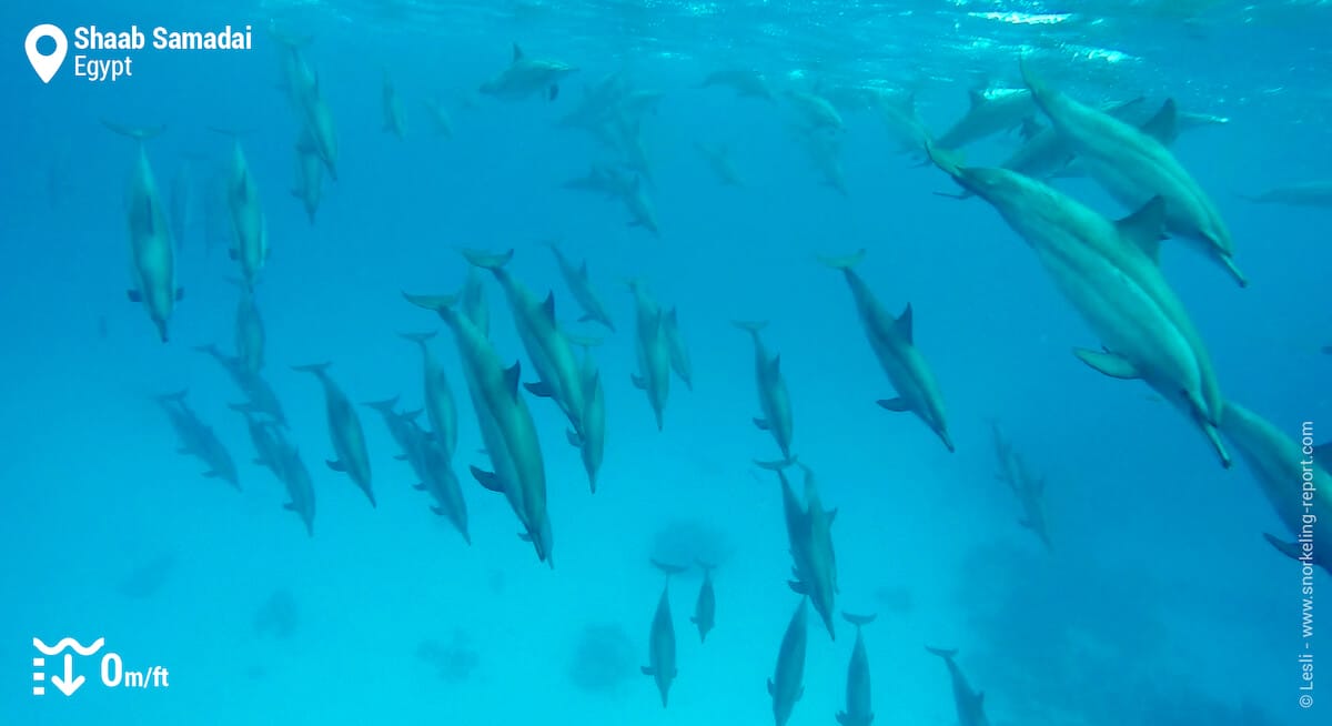 Pod of dolphins at Shaab Samadai