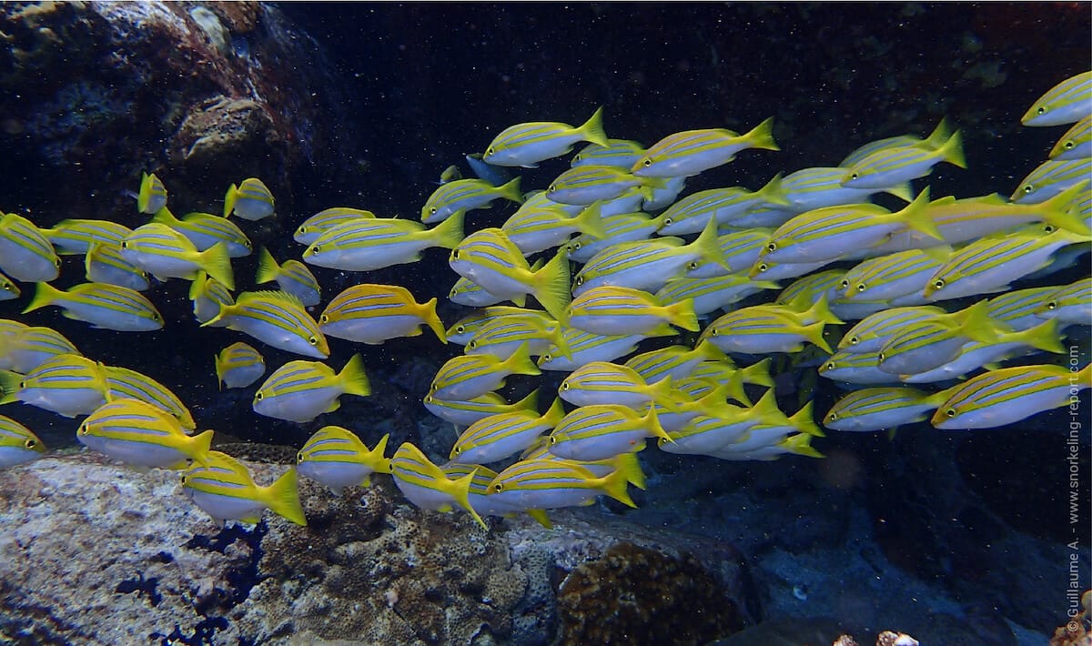 School of Bengal snappers in Seychelles