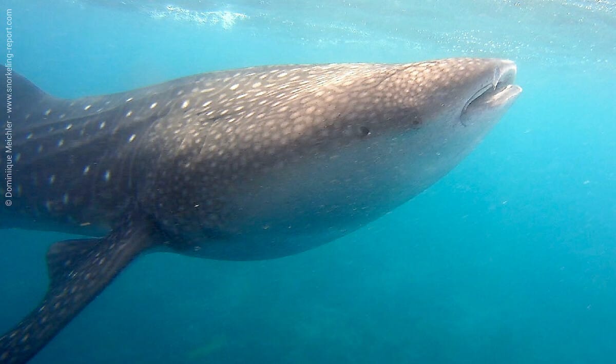 Whale shark at the surface of the ocean