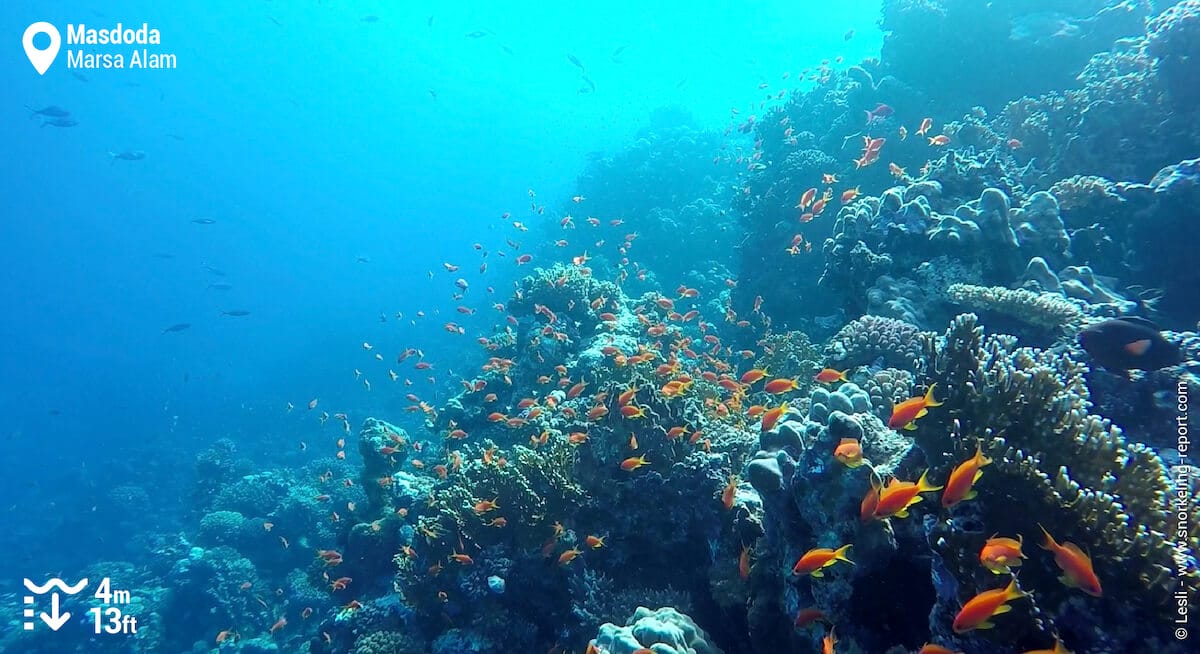 Masdoda coral reef