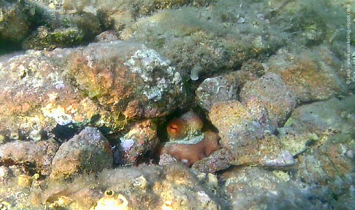 Octopus hiding between rocks