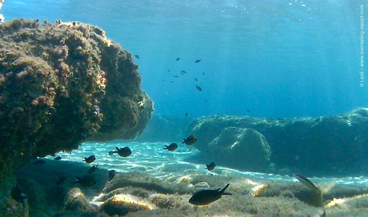 Damselfish hiding under a rocky outcrop