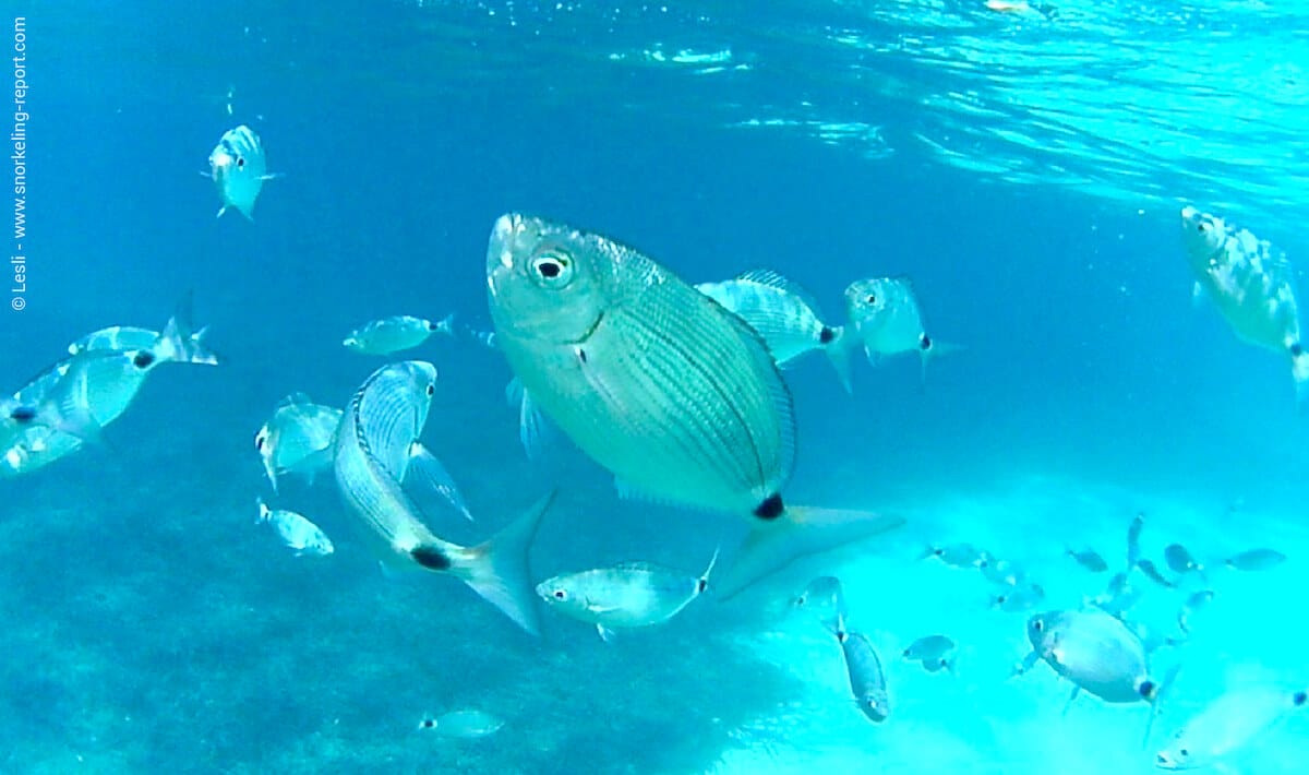 School of saddled seabream