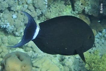 Acanthurus gahhm