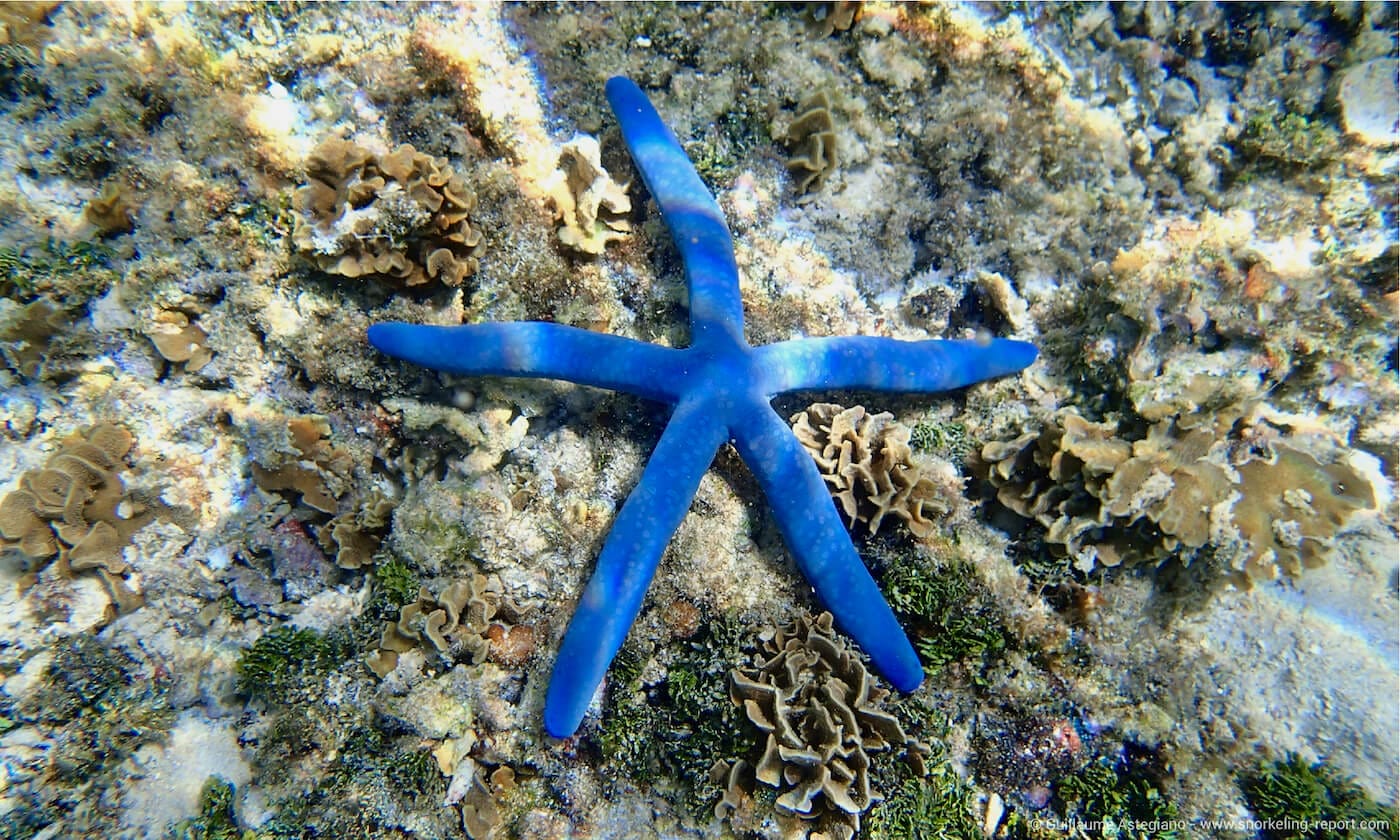 Blue Sea Star in Guam