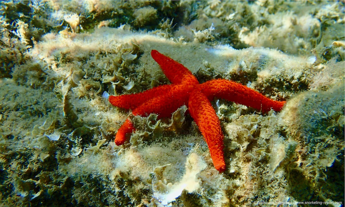 Red starfish in South France
