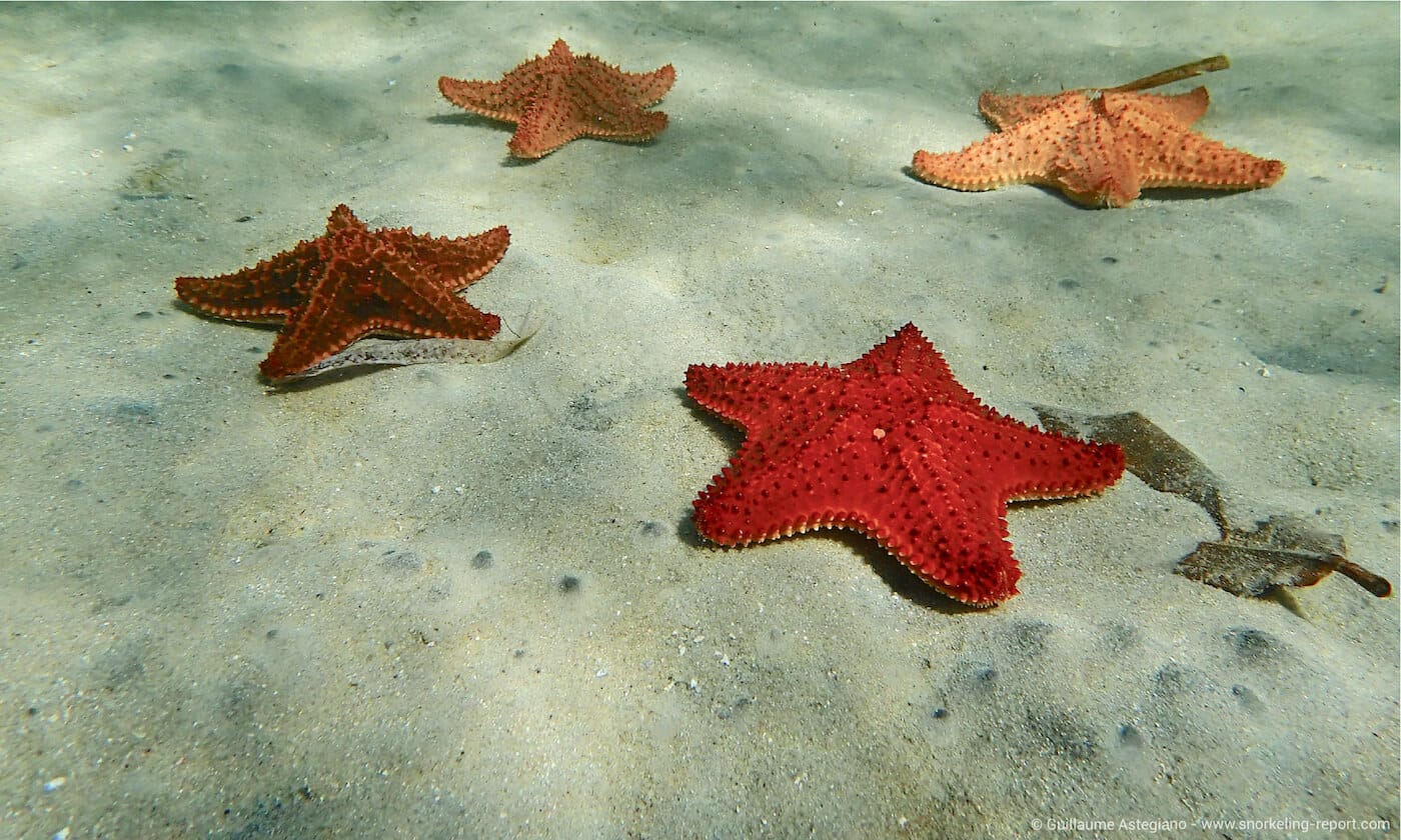 Cushion starfish in Roatan