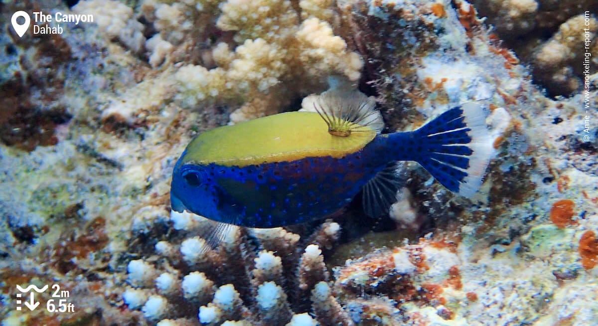 Bluetail trunkfish