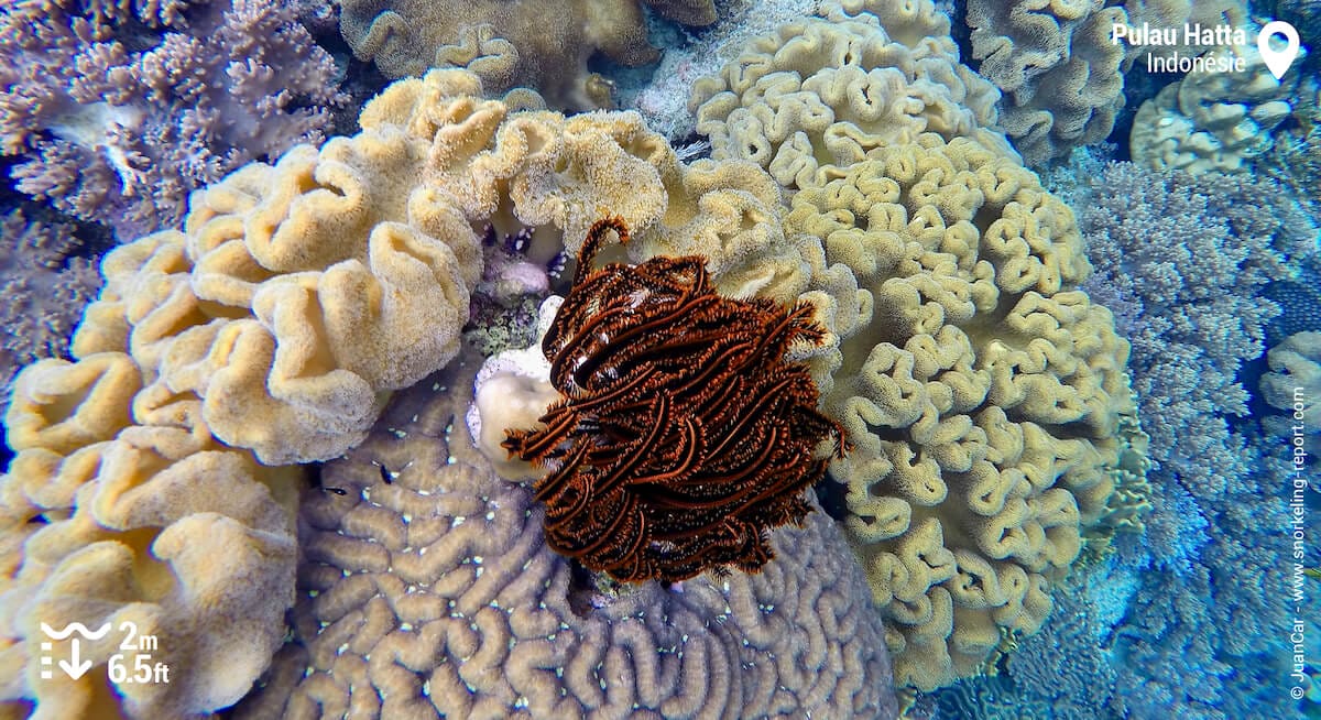 Crinoide au milieu du corail à Pulau Hatta