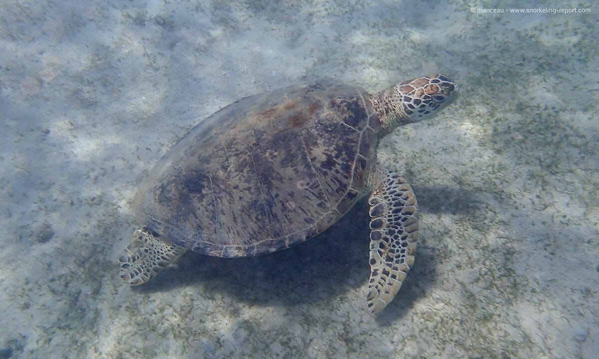 Green sea turtle in Pandan Island, Philippines