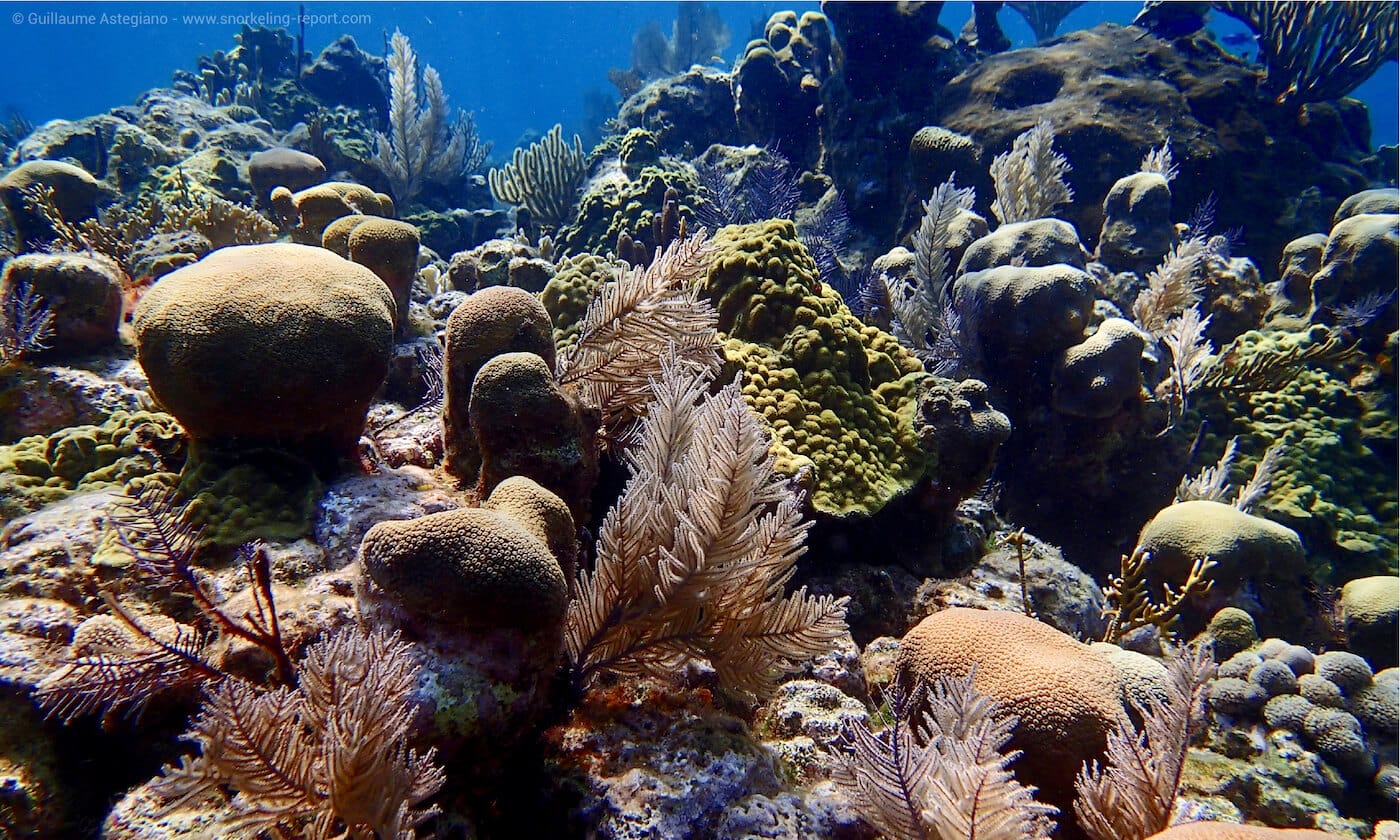 Coral reef in West Bay, Roatan