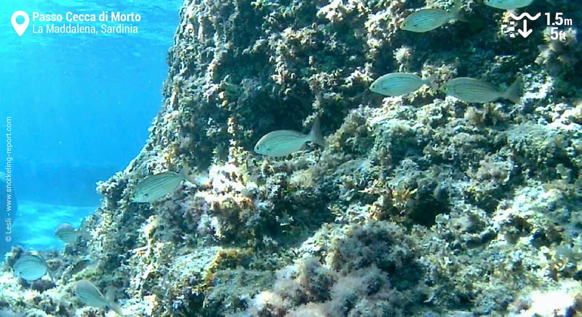 School of salema at La Maddalena