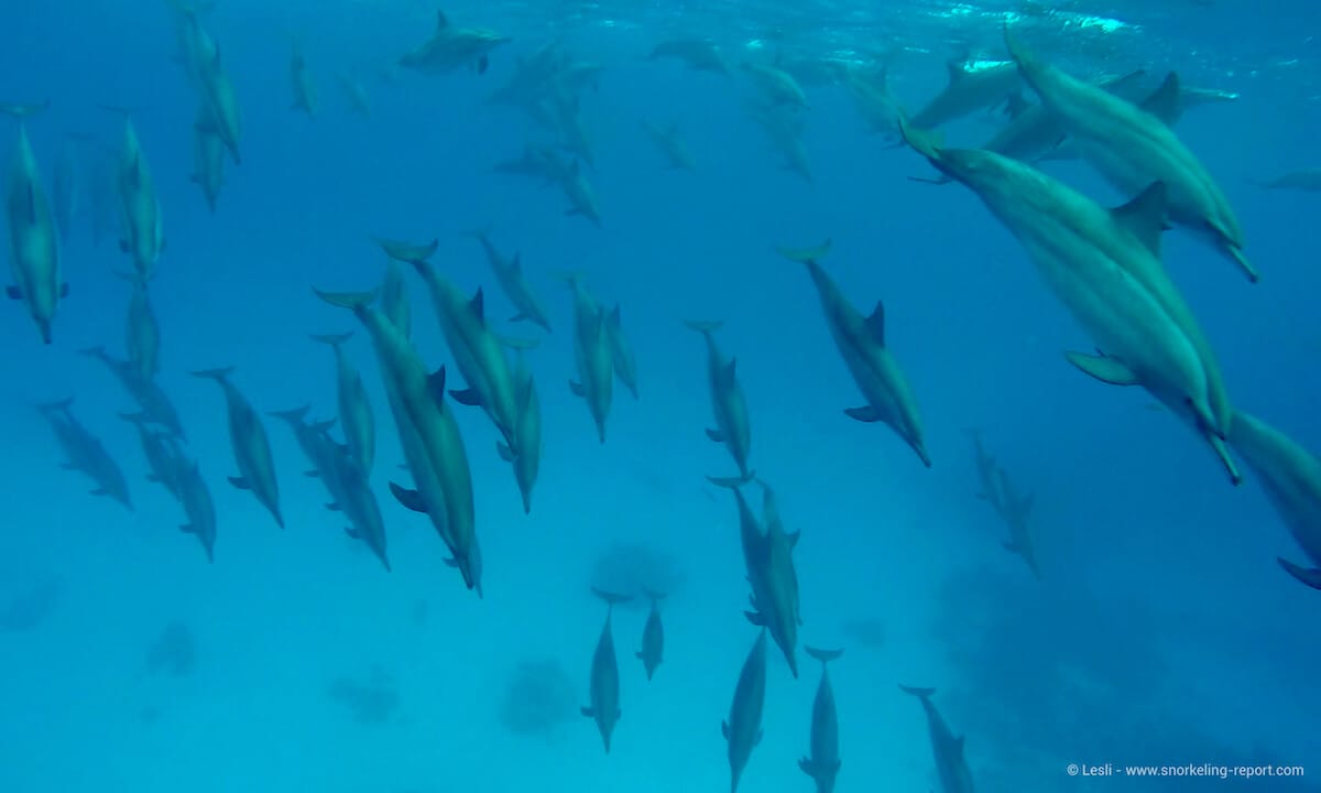 Pod of spinner dolphins at Samadai Reef, Egypt