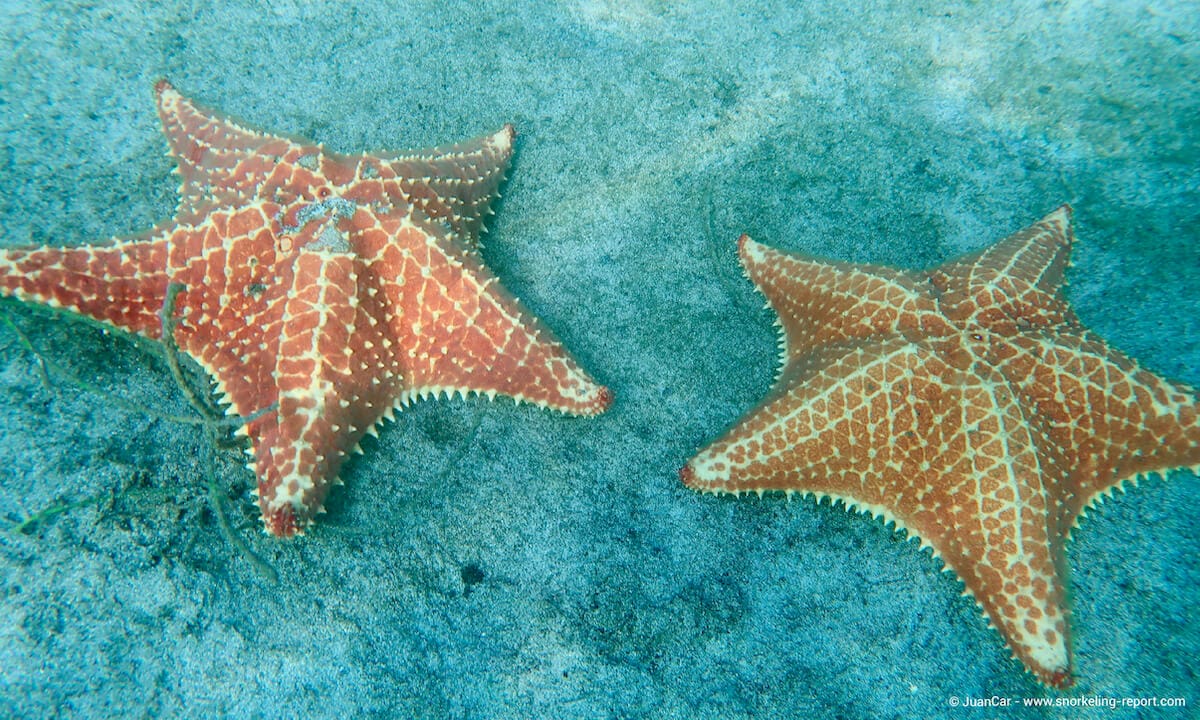 Starfish in Playa Estrella, Panama