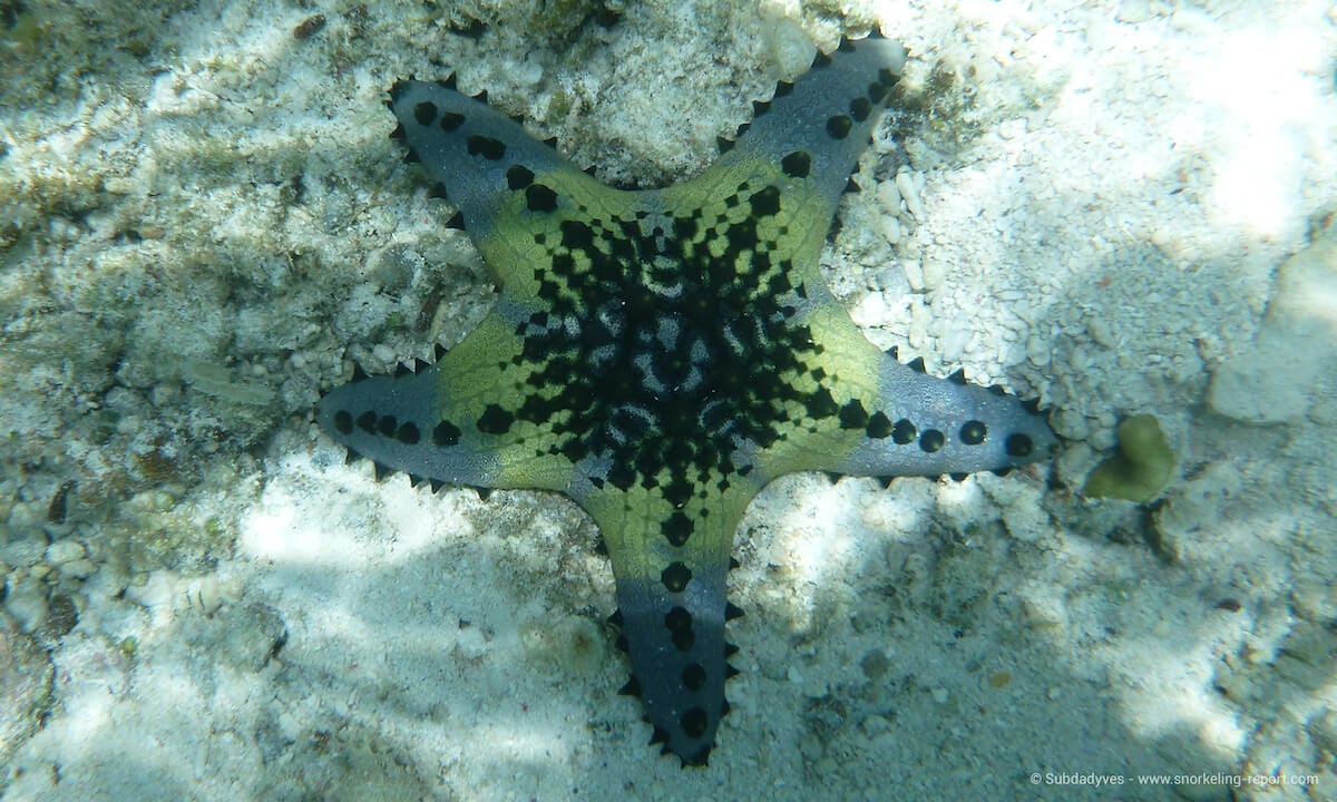 Horned sea star in Moalboal