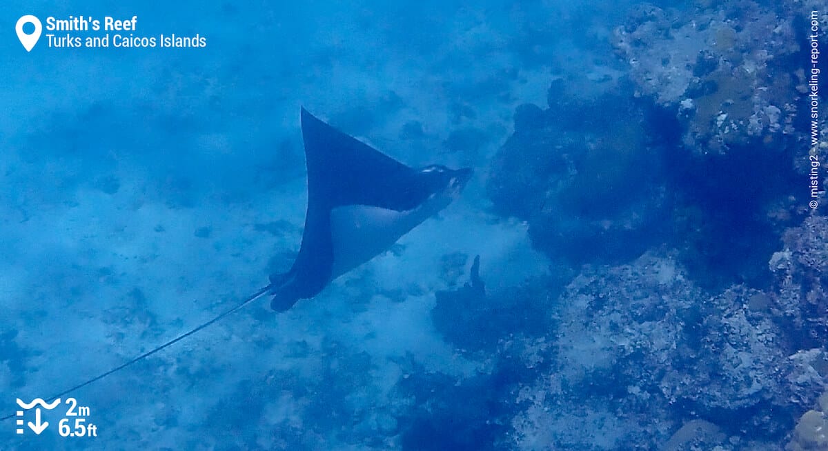 Atlantic spotted eagle ray at Smith's Reef