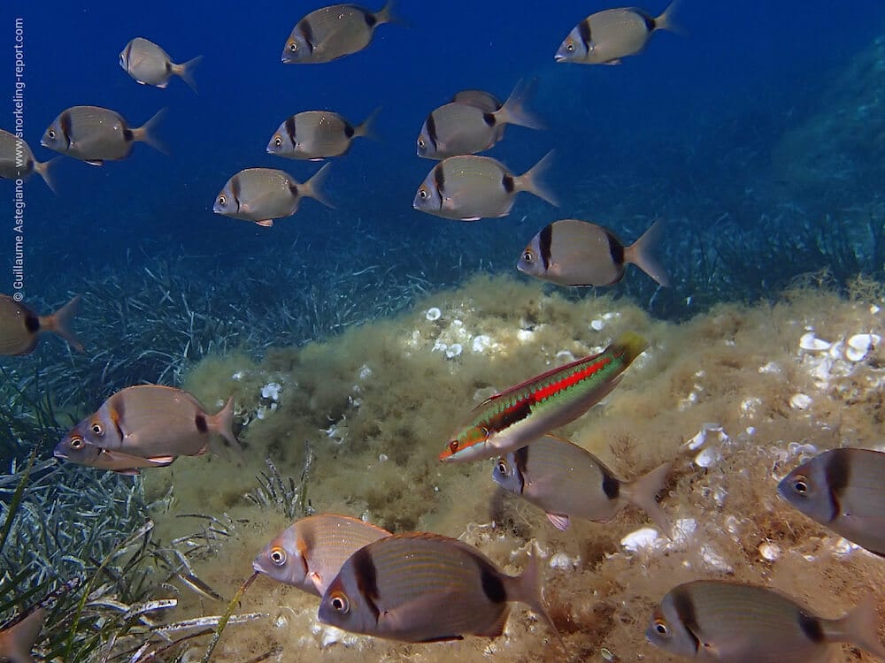 Meilleurs spots de snorkeling de Méditerranée