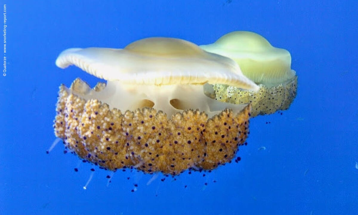 Cotylorhiza tuberculata jellyfish at Malta's Blue Hole