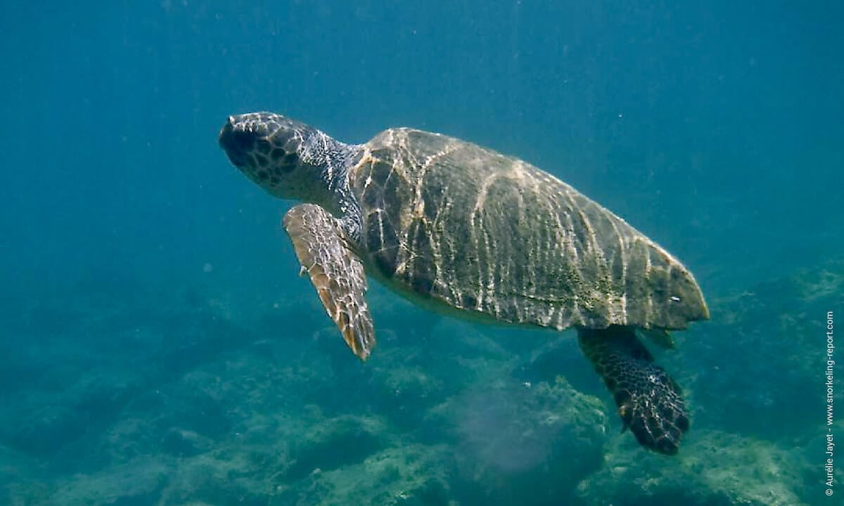 Loggerhead sea turtle in Cameo Island