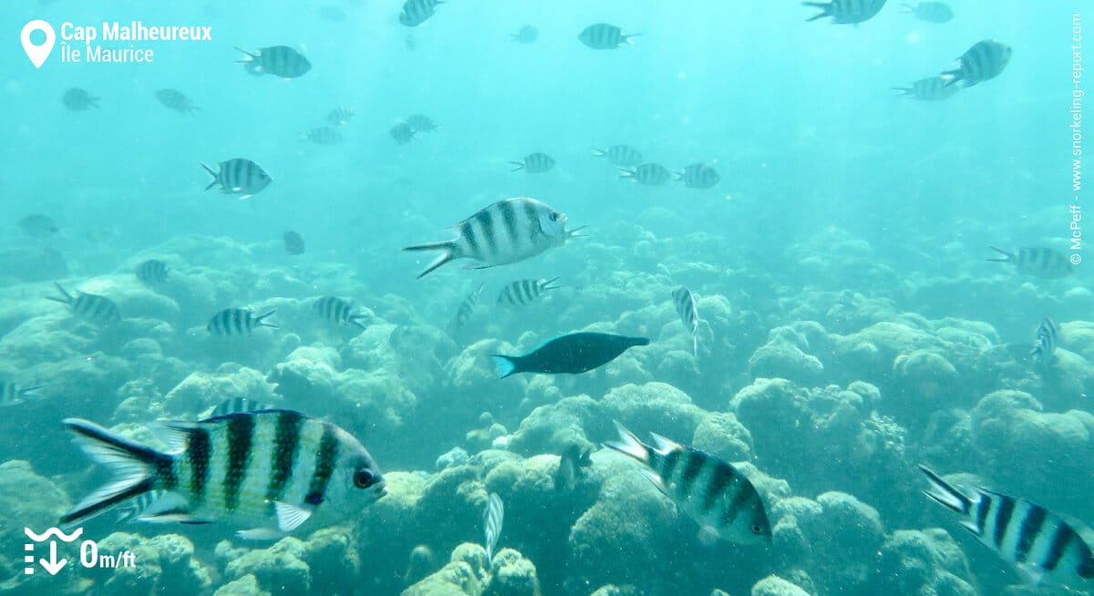 Sergents majors au Cap Malheureux