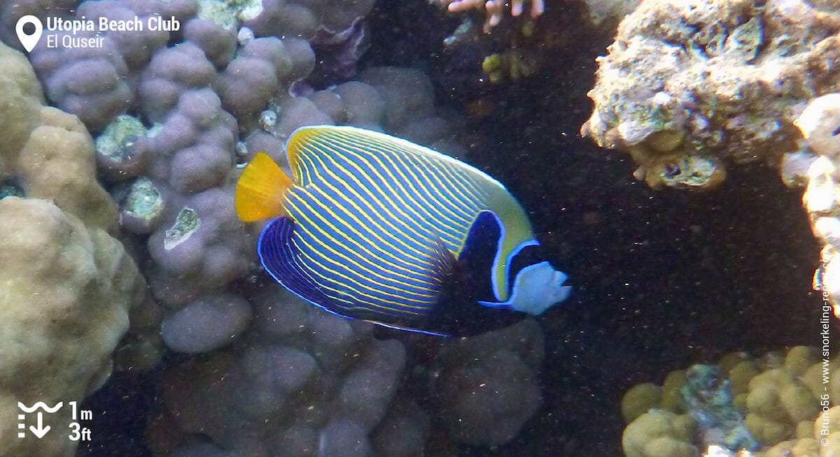 Emperor angelfish beach club