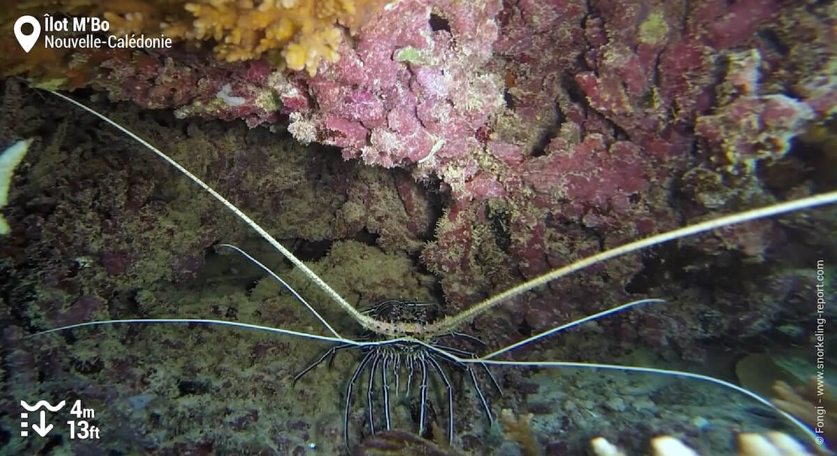 Langouste à l'Îlot M'Bo