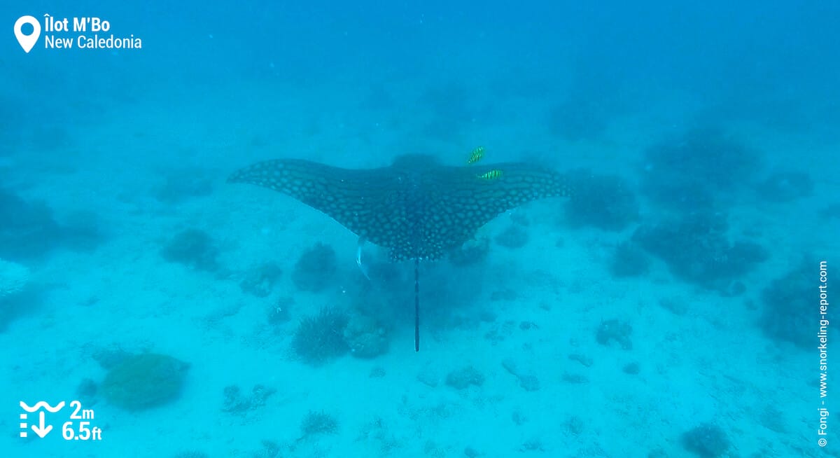 Ornate eagle ray at Ilot M'Bo