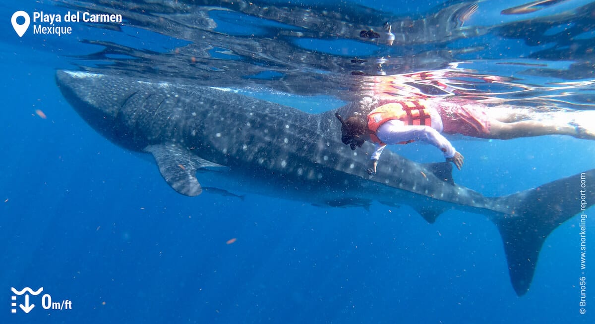 Snorkeleur avec un requin-baleine au Mexique