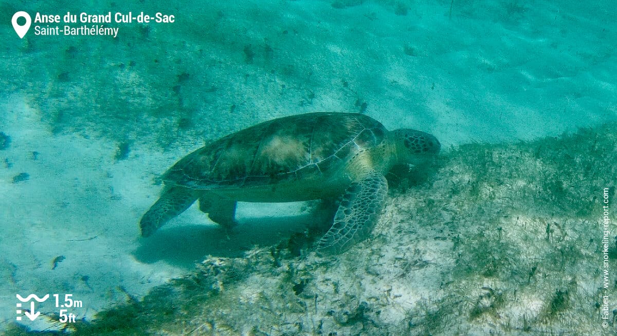 Tortue marine à l'Anse du Grand Cul-de-Sac, St Barthélémy