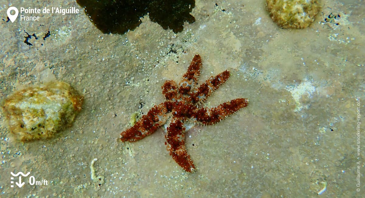 Etoile de Mer épineuse à Théoule-sur-Mer