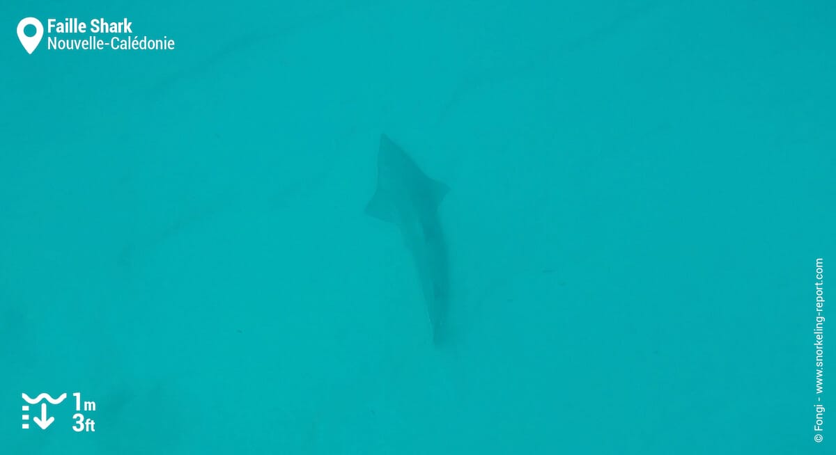 Grande raie-guitare dans la faille de Poé