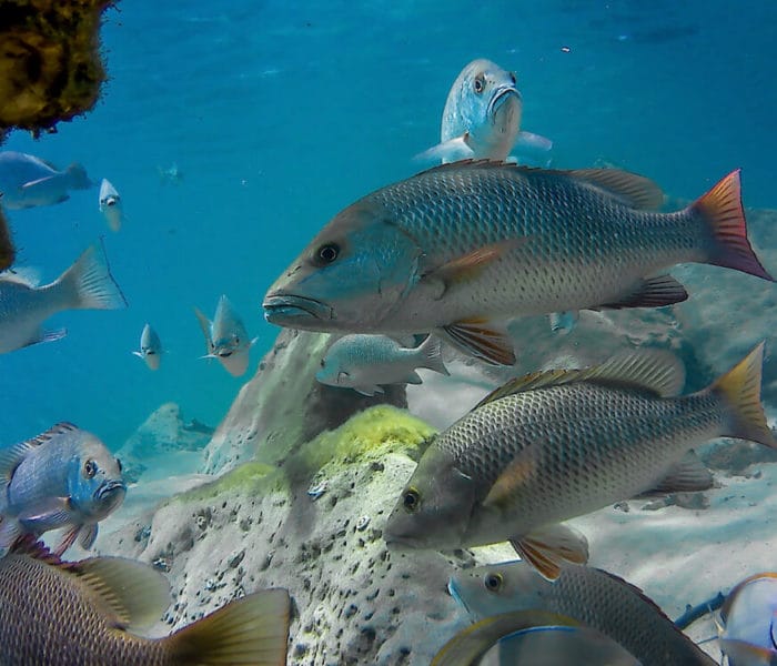 Kosi Bay Mouth Aquarium Reef